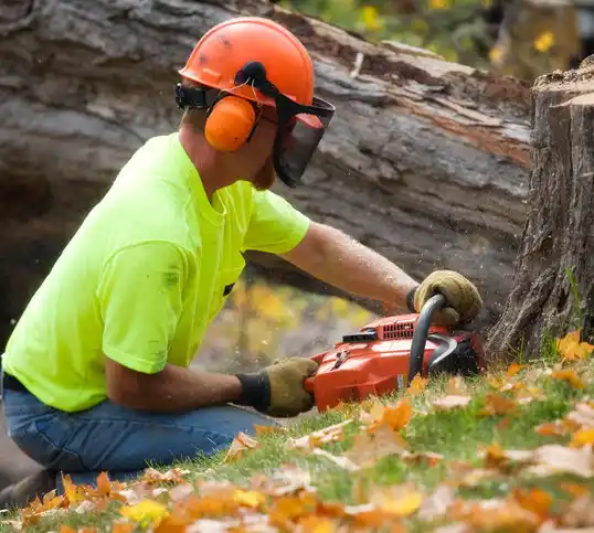 tree services Dresden